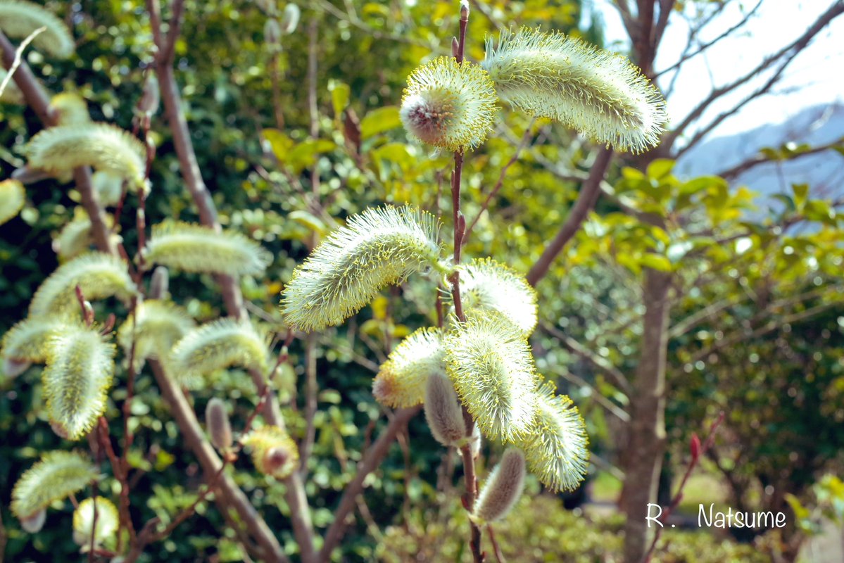 Natsume（R-camera） tweet media