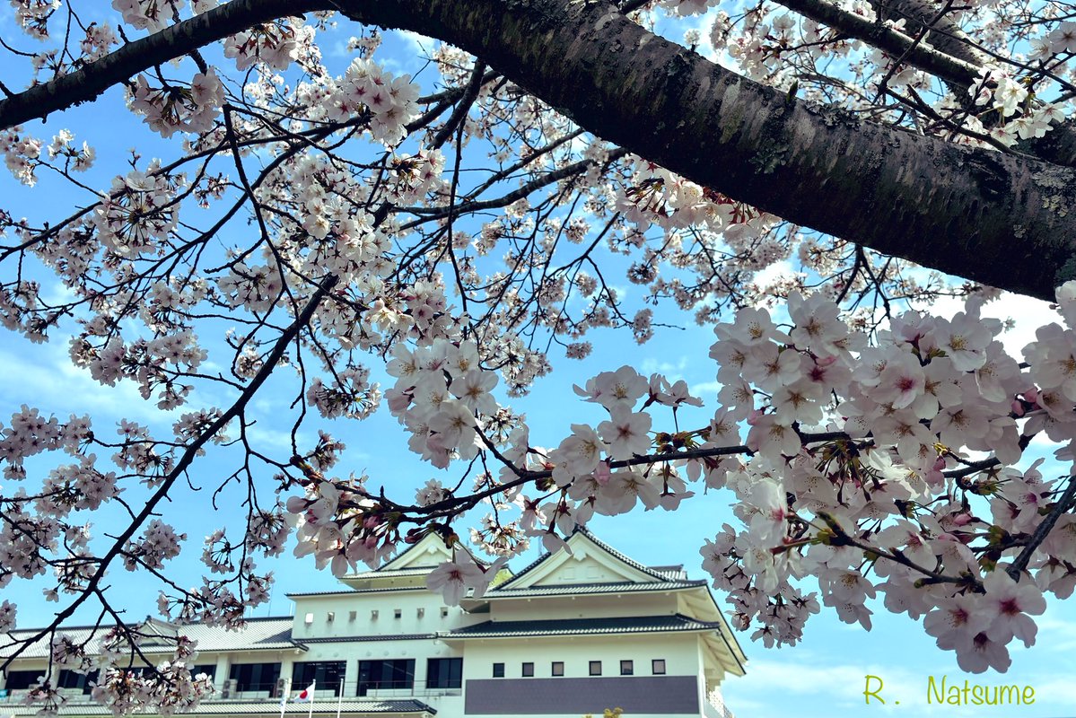 Natsume（R-camera） tweet media