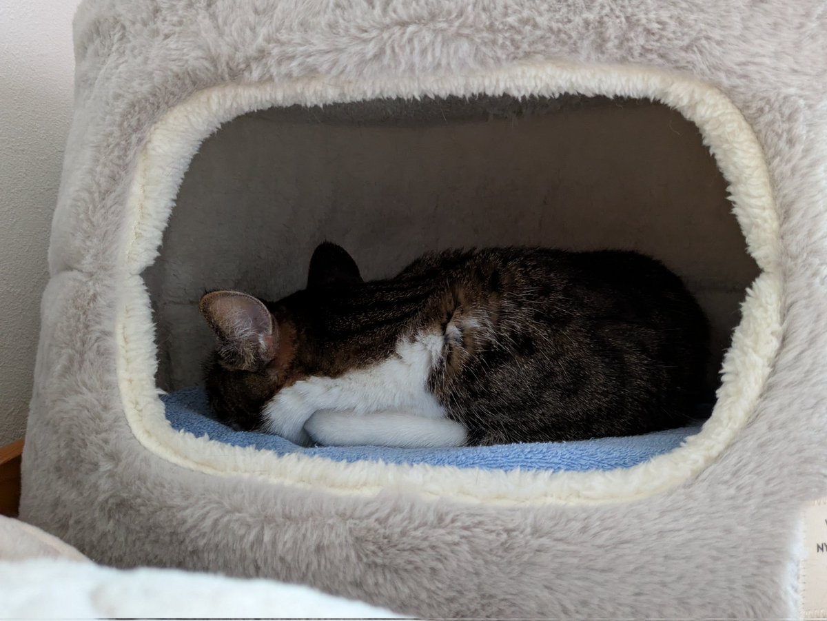 あずニャン tweet media