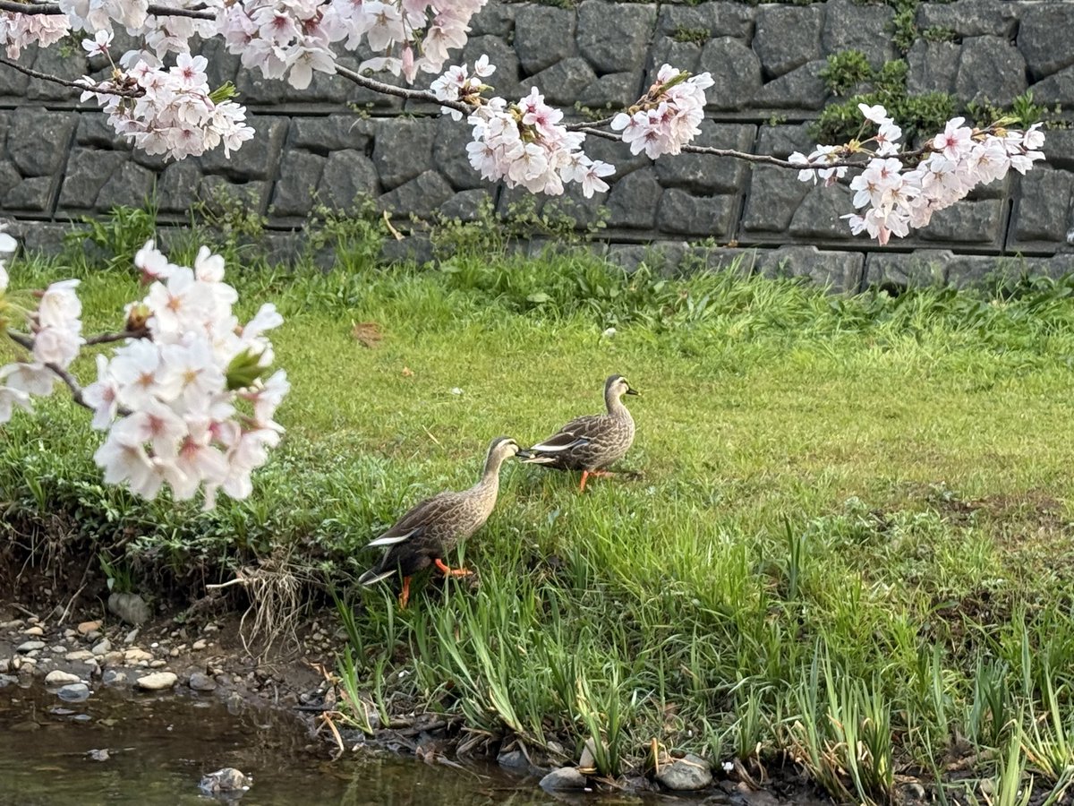 akio.leo tweet media