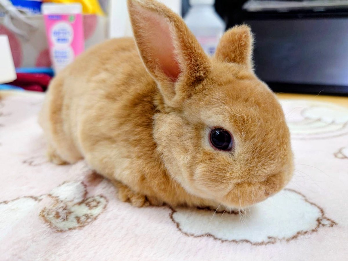 ゆー@もこもこは正義//ミニレッキスころも tweet media