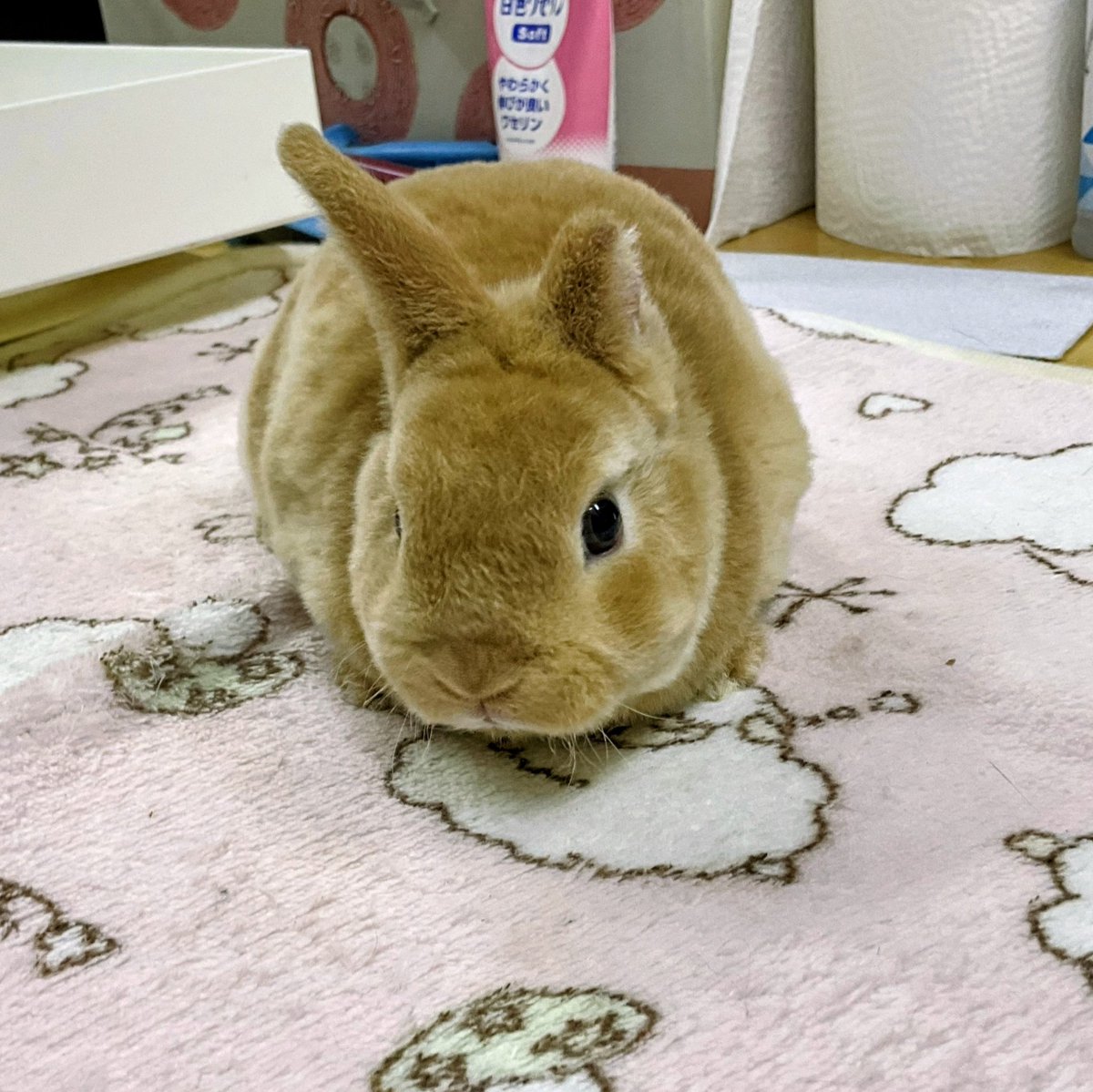 ゆー@もこもこは正義//ミニレッキスころも tweet media