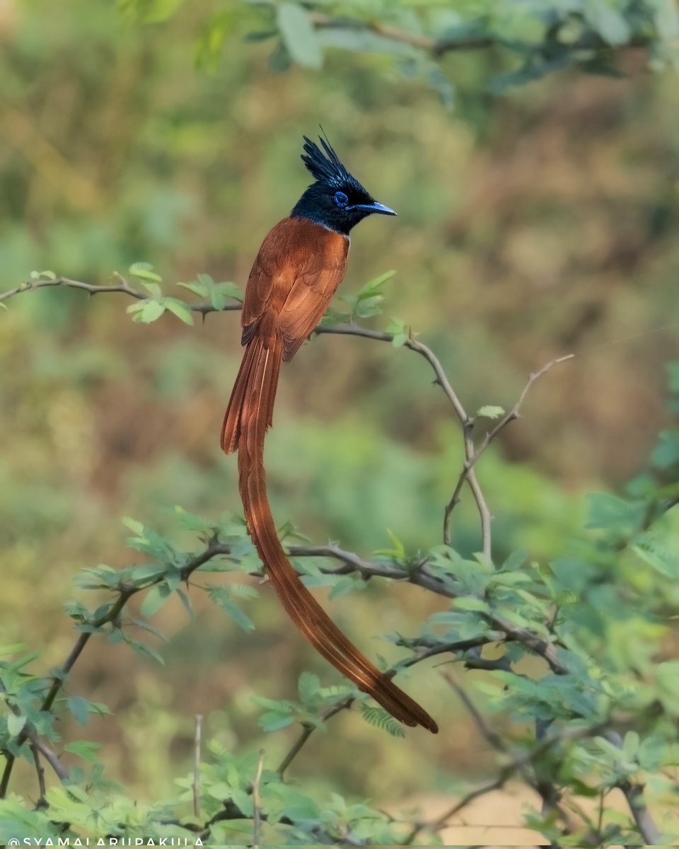 Syamala Rupakula tweet media