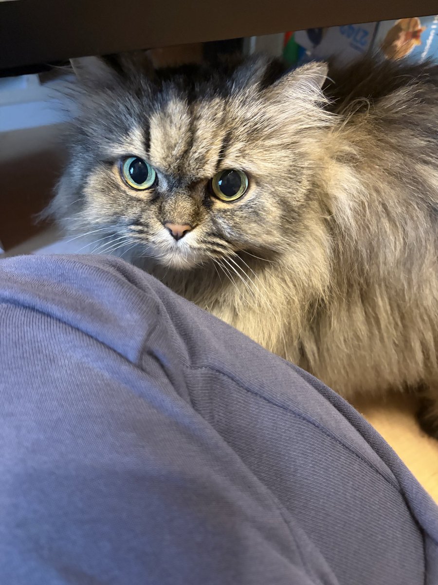 ねここ🦉 tweet media