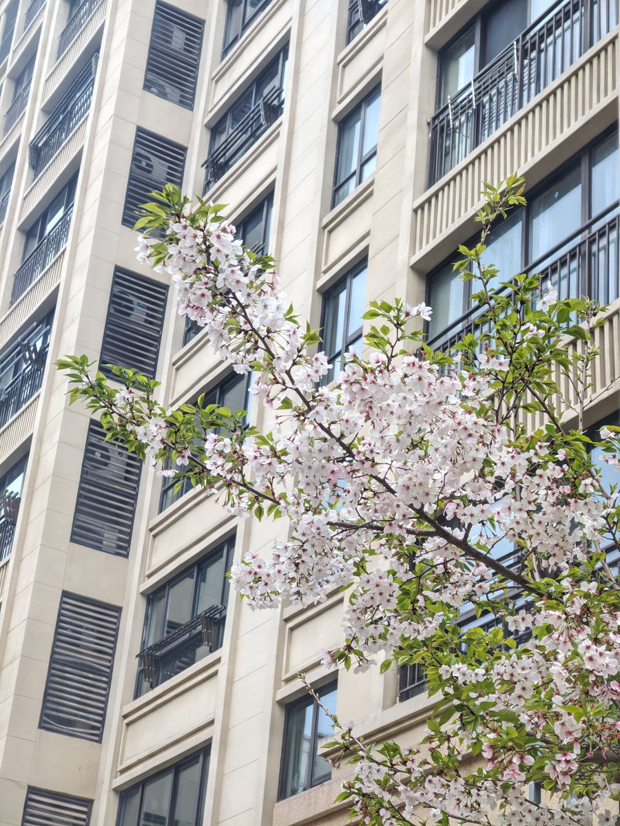 小明同学 tweet media