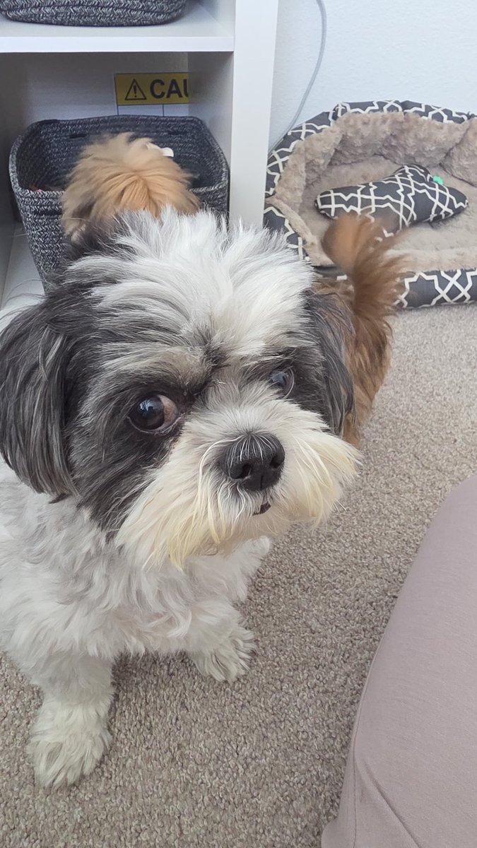 ejfeddes's tweet photo. New podcast! I talk about my vacation and my best friend (pictured). Also, there’s some Spider-Man trailer talk because I like to stick to my core competencies. https://t.co/ihIuHm5FD5 https://t.co/9X8txs8CTr