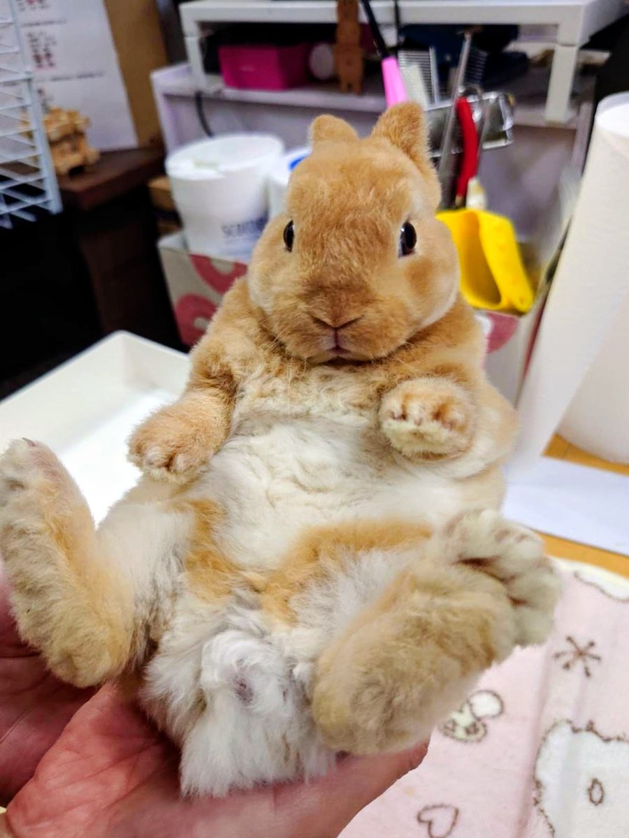 ゆー@もこもこは正義//ミニレッキスころも tweet media