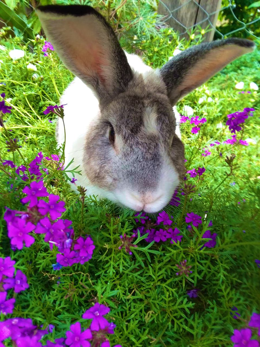 ✧₊∘ª𝘭𝘦 🪷 𝘋𝘖 𝘐𝘛 ♡ tweet media