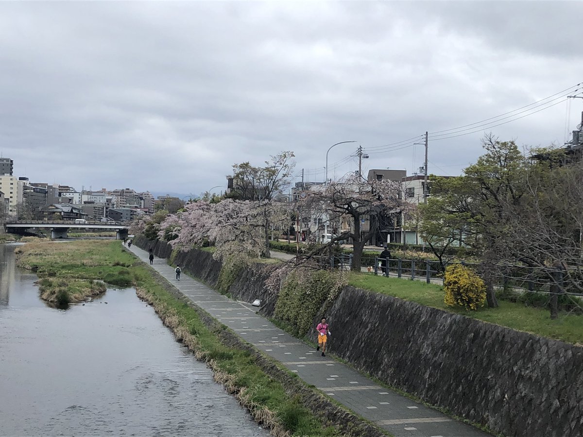 kaburen's tweet photo. 豊国神社は満開、鴨川は散り初めかな！？
それより外国人が多過ぎw https://t.co/r3AGRmgsaI