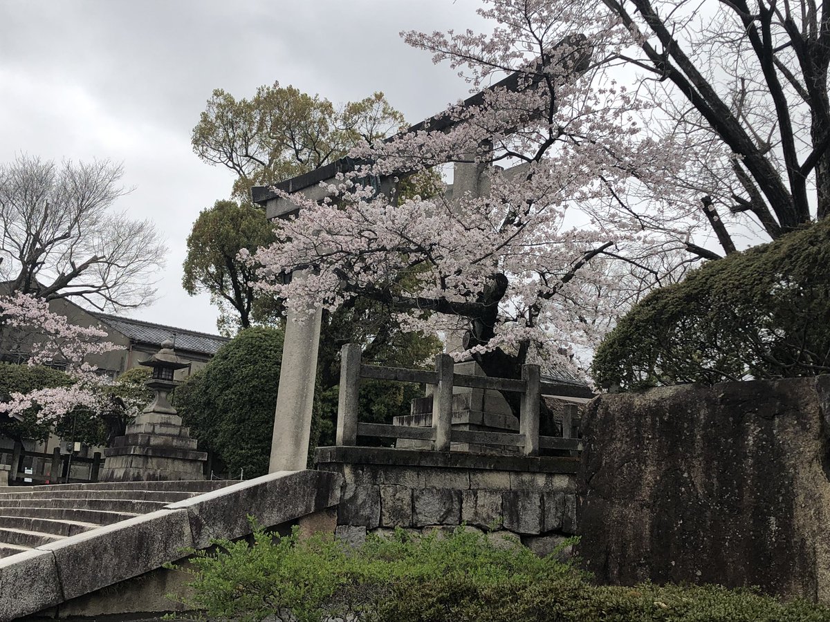 kaburen's tweet photo. 豊国神社は満開、鴨川は散り初めかな！？
それより外国人が多過ぎw https://t.co/r3AGRmgsaI