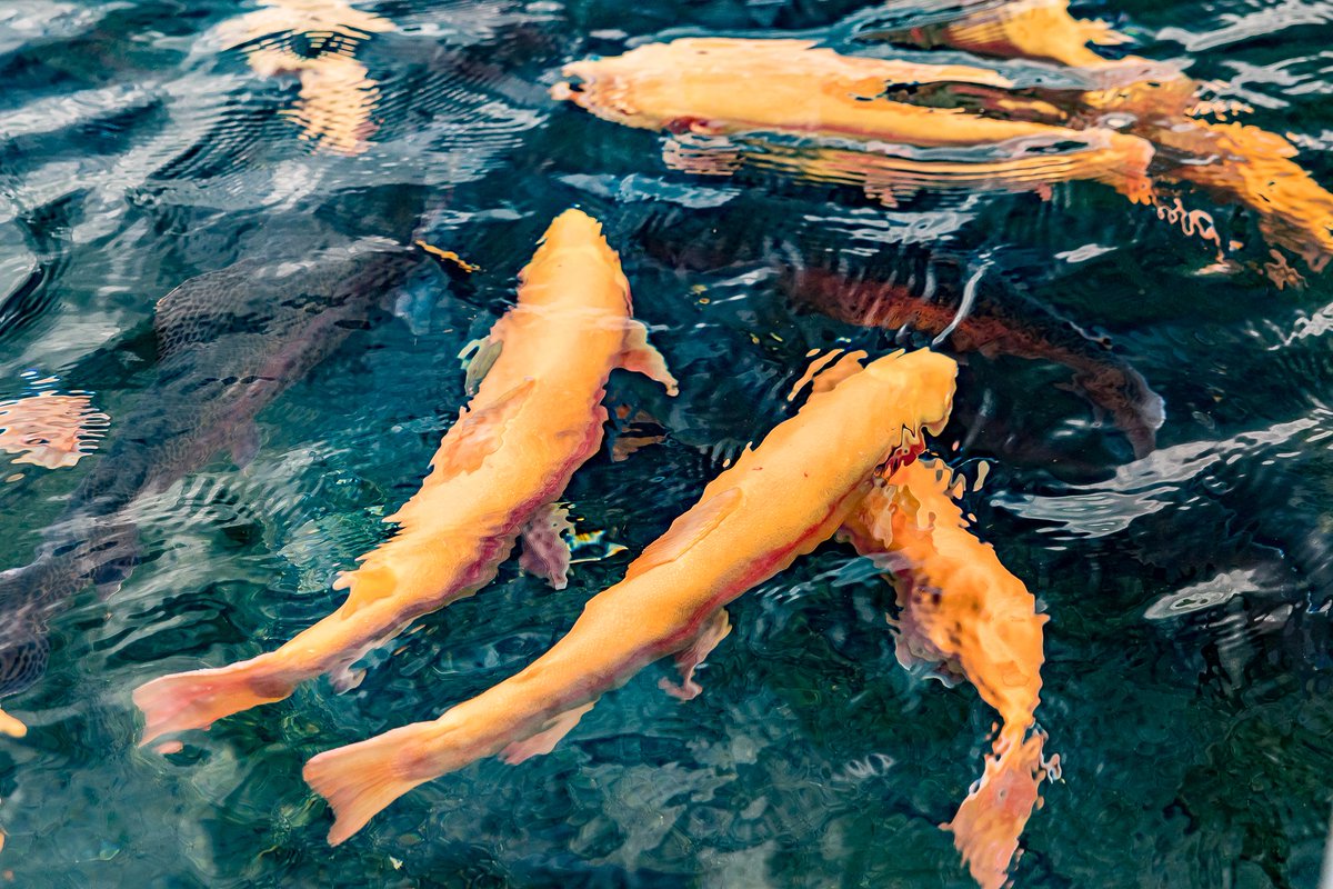 Xouilin's tweet photo. 🐟🌄 Esta Semana Santa vive una escapada diferente en la Granja Piscícola Xouilin.

Disfruta de la naturaleza y la experiencia de dar de comer a las truchas.
Venta en presentaciones a precio de pie de granja.

📍 San B. Atlimeyaya
🌐 https://t.co/xtI3F0jftG
📞 (244) 4440-129 https://t.co/Jmgj55jmvx