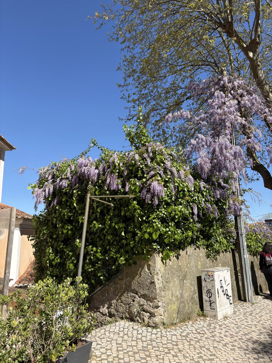 レモンライム tweet media