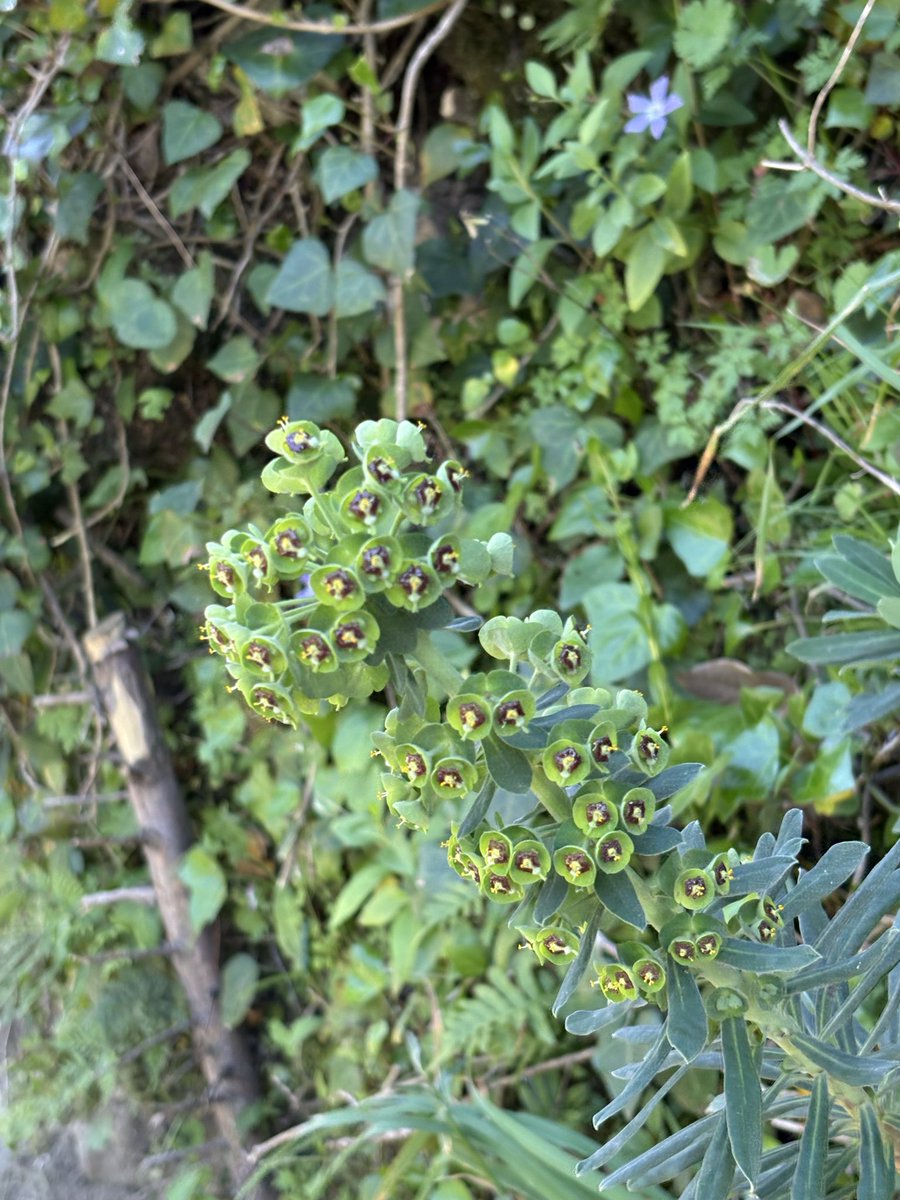 レモンライム tweet media