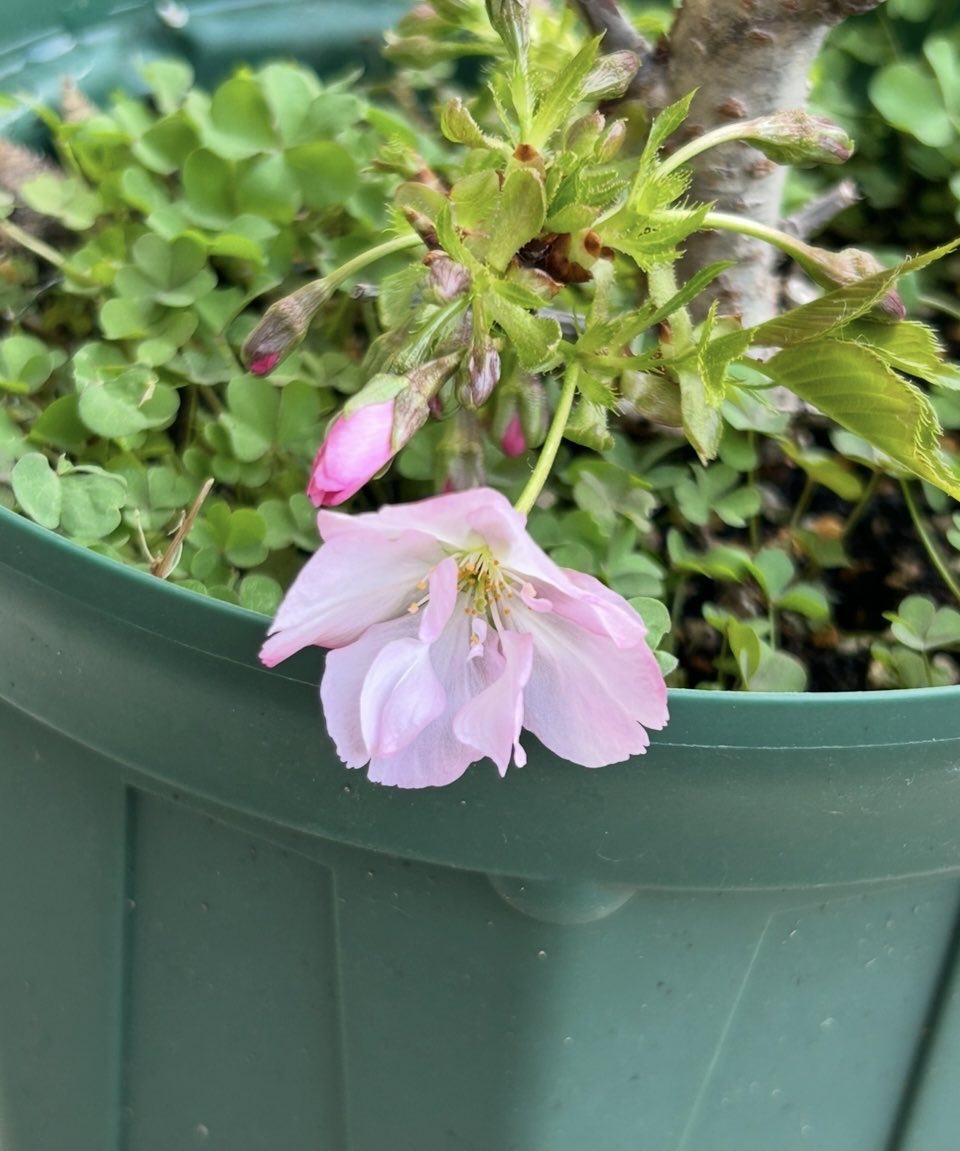 野乃花蝶子nonohanachoco tweet media