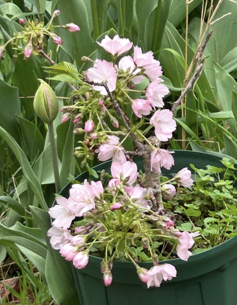 野乃花蝶子nonohanachoco tweet media