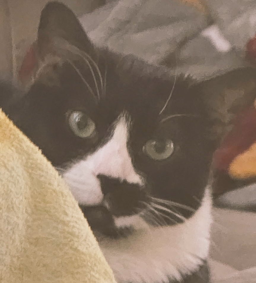 hollowcreation_'s tweet photo. I keep seeing post from people in Japan sharing pictures of food and animals so I'm here to say HELLO! i hope you enjoy pictures of my fat cat named gigi https://t.co/0Krh0HXPdE