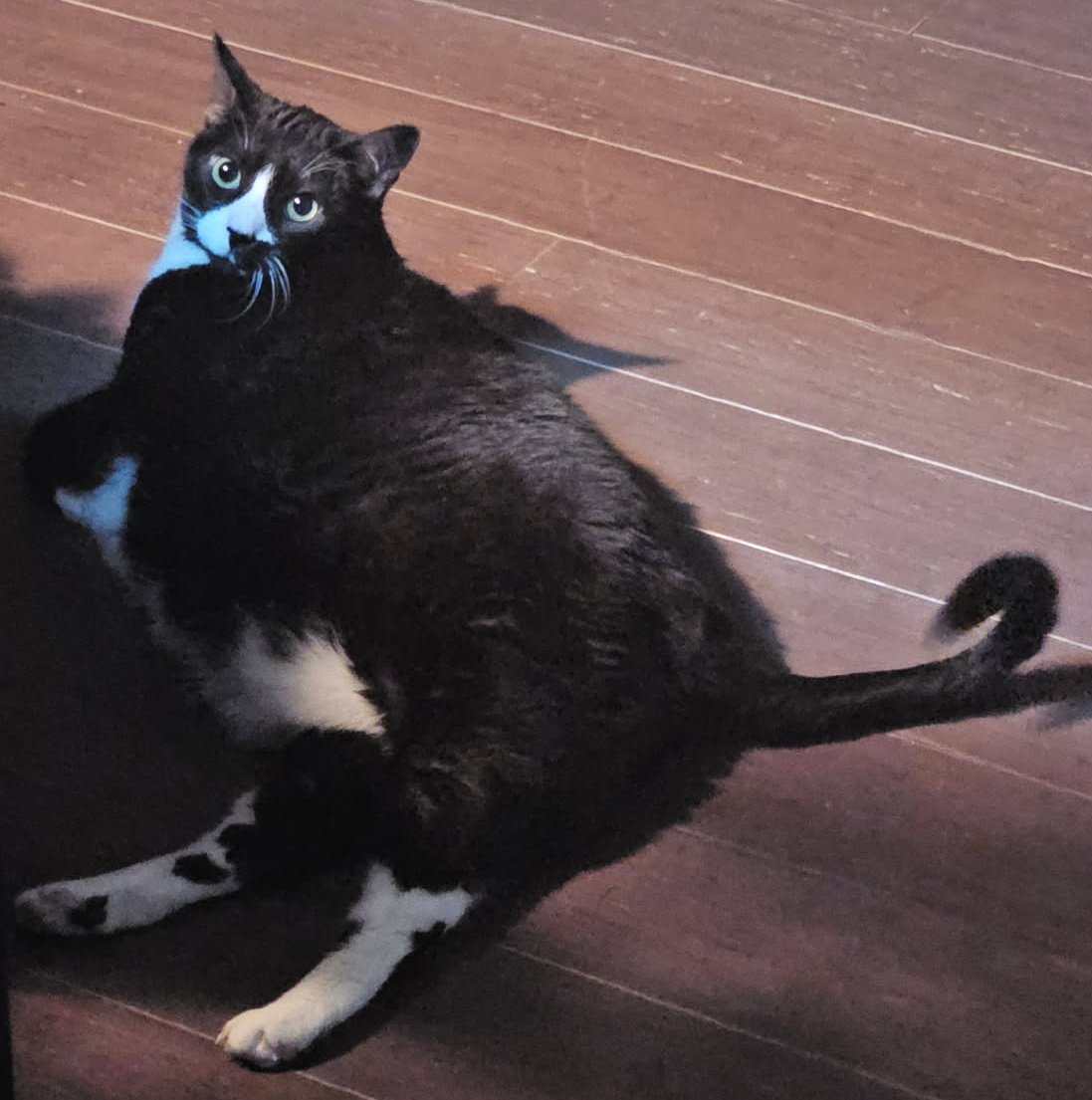 hollowcreation_'s tweet photo. I keep seeing post from people in Japan sharing pictures of food and animals so I'm here to say HELLO! i hope you enjoy pictures of my fat cat named gigi https://t.co/0Krh0HXPdE