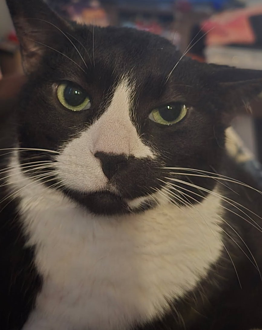 hollowcreation_'s tweet photo. I keep seeing post from people in Japan sharing pictures of food and animals so I'm here to say HELLO! i hope you enjoy pictures of my fat cat named gigi https://t.co/0Krh0HXPdE