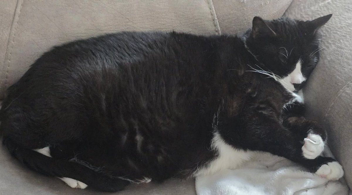 hollowcreation_'s tweet photo. I keep seeing post from people in Japan sharing pictures of food and animals so I'm here to say HELLO! i hope you enjoy pictures of my fat cat named gigi https://t.co/0Krh0HXPdE