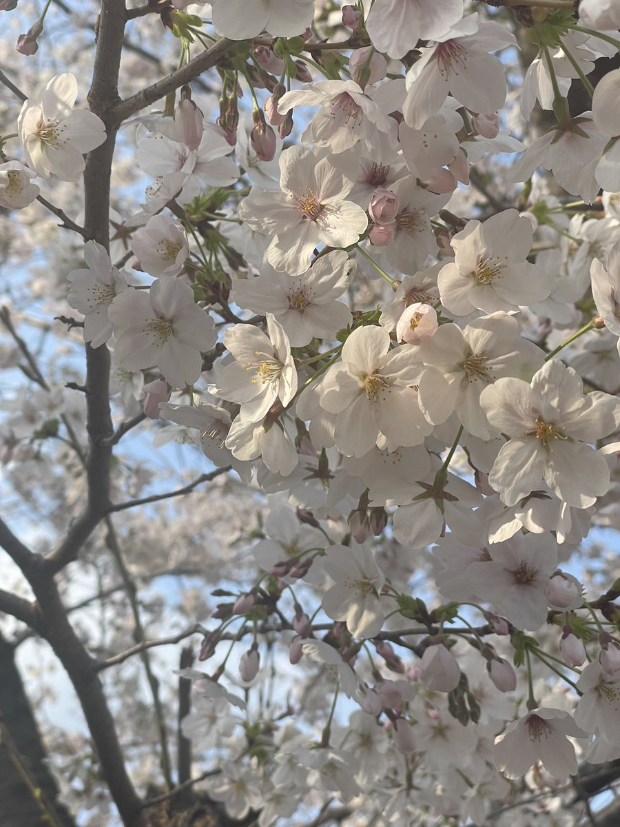 安藤啓介 tweet media