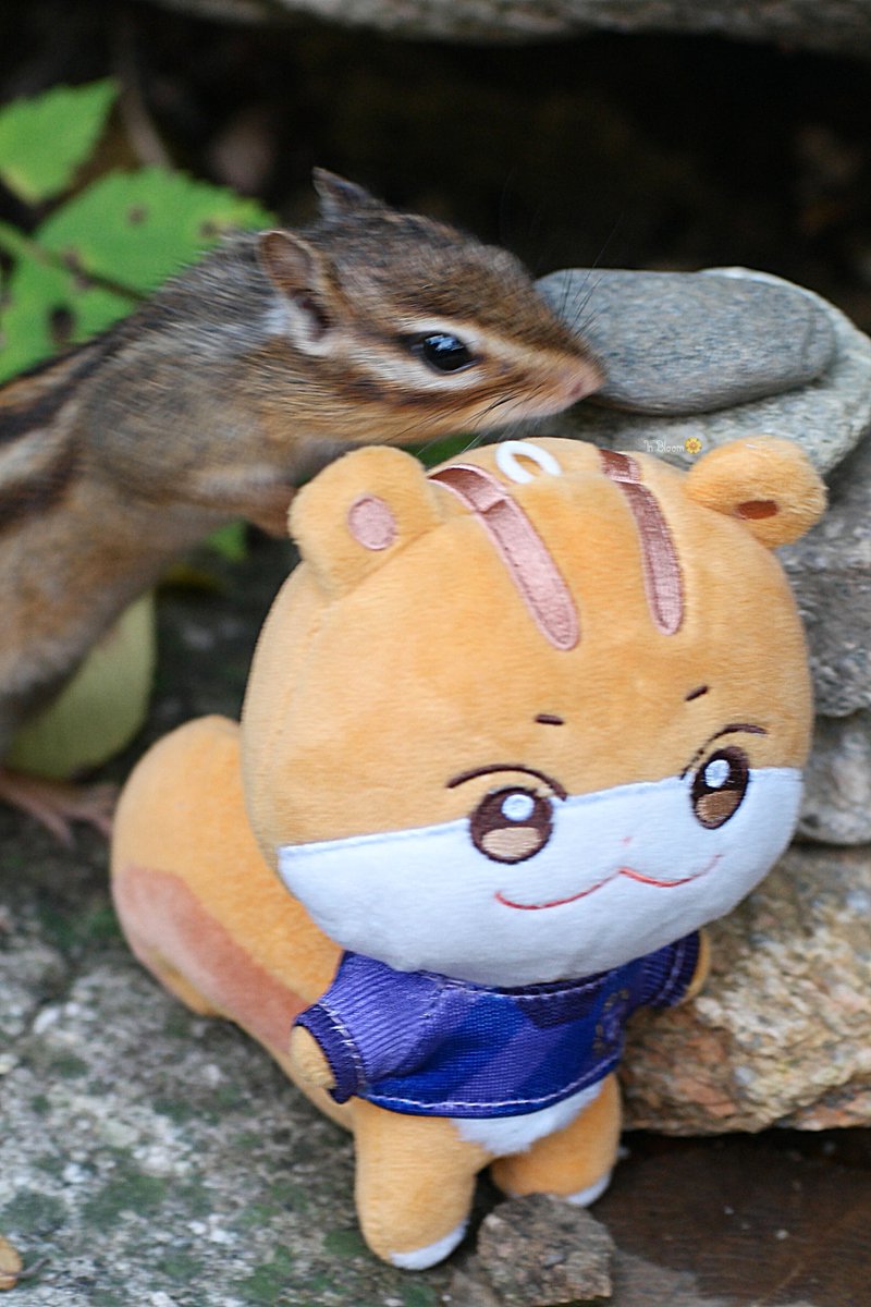 𝕀𝕟 𝔹𝕝𝕠𝕠𝕞🏵 tweet media