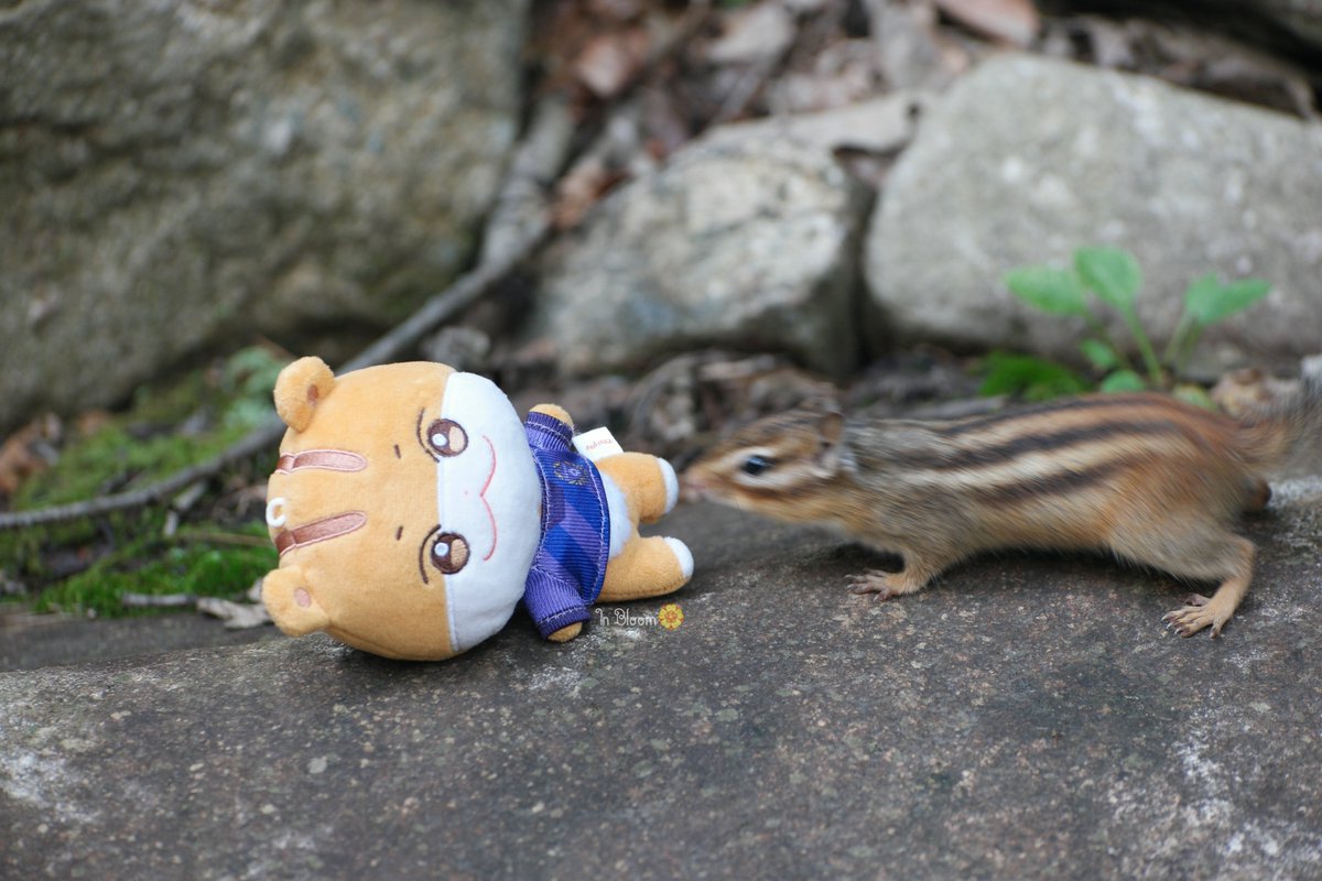 𝕀𝕟 𝔹𝕝𝕠𝕠𝕞🏵 tweet media