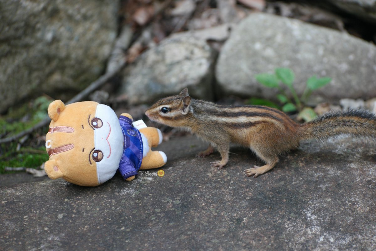 𝕀𝕟 𝔹𝕝𝕠𝕠𝕞🏵 tweet media