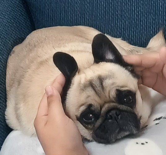 パグのぽんず tweet media