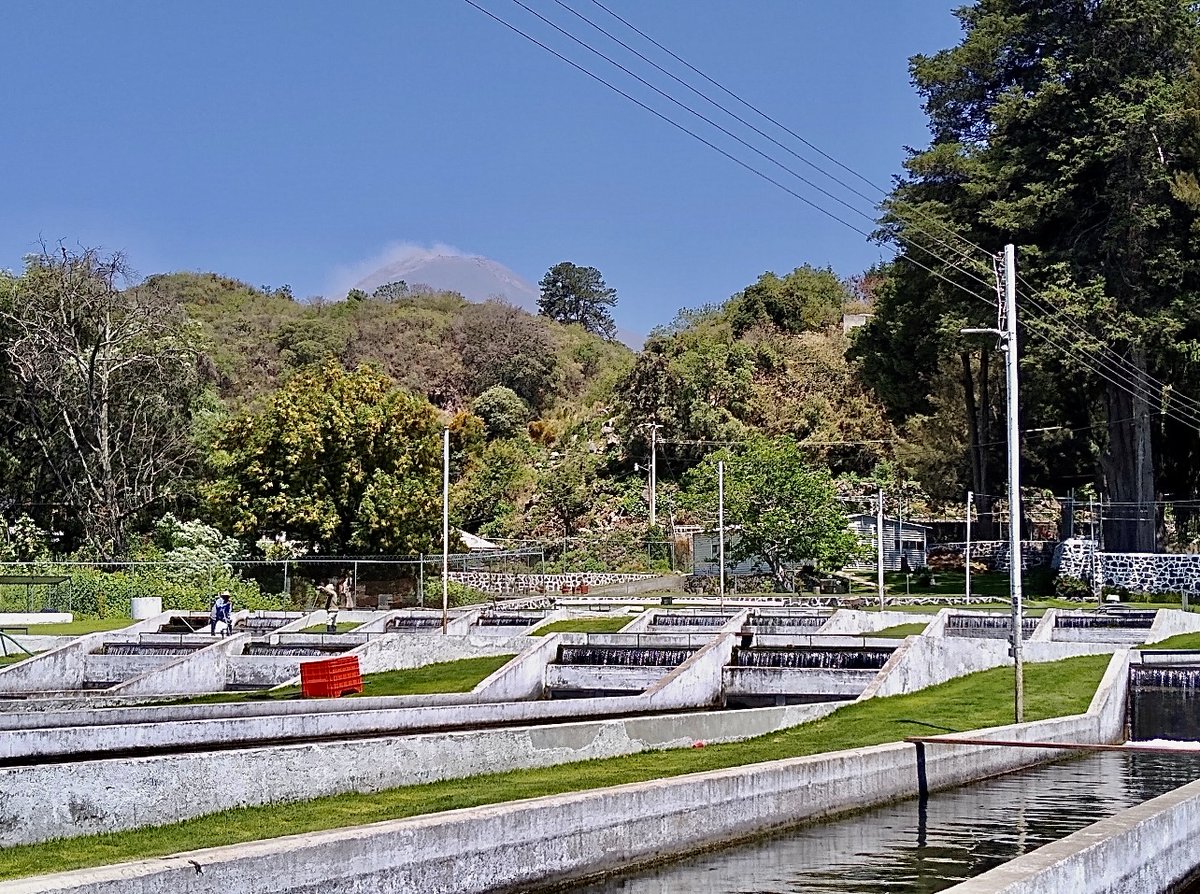 Xouilin's tweet photo. 🐟🌄 Esta Semana Santa vive una escapada diferente en la Granja Piscícola Xouilin.

Disfruta de la naturaleza y la experiencia de dar de comer a las truchas.
Venta en presentaciones a precio de pie de granja.

📍 San B. Atlimeyaya
🌐 https://t.co/xtI3F0jftG
📞 (244) 4440-129 https://t.co/Jmgj55jmvx