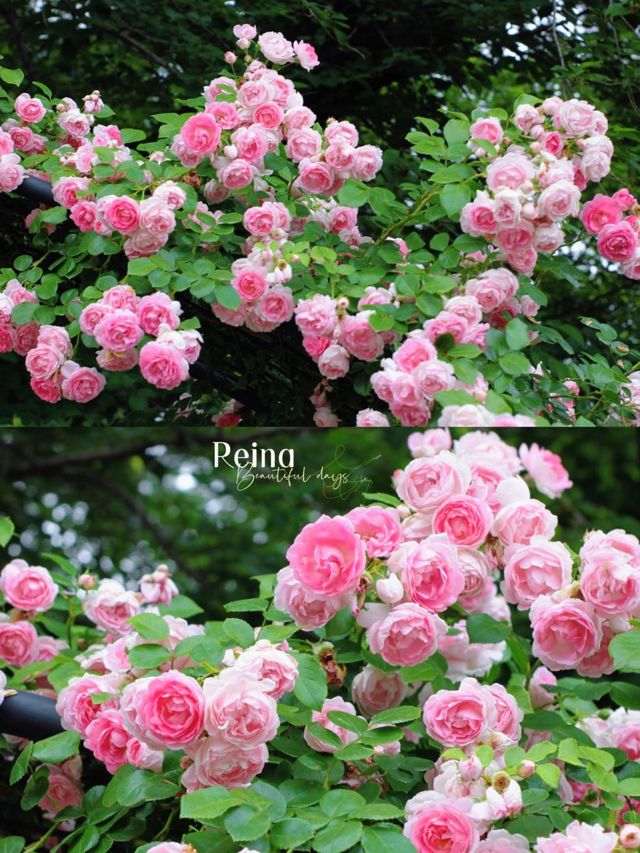 れいなちゃん🐱3rd🌸🌹 tweet media