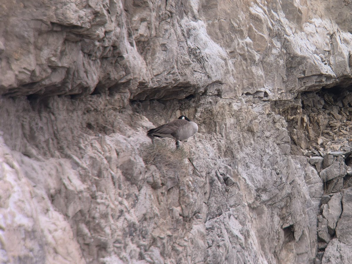 Andrew Guttenberg tweet media