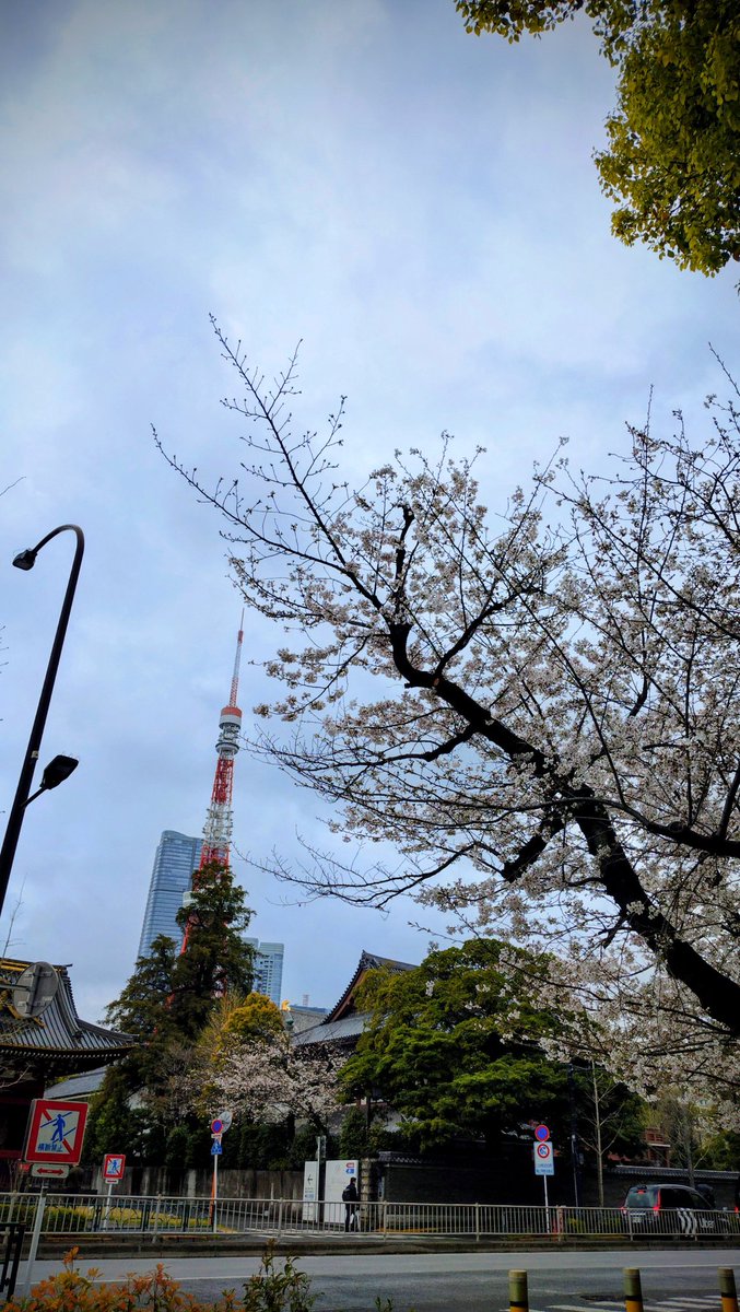 natsumi_VB's tweet photo. Radio Fabres 春の窓からを聞きながら歩いてたら、思わず撮りたくなった東京タワーと桜
そして写ってないとこに初々しいリクルートスーツのフレッシャーズたちも
#おはたく #起きたら802
#FM802 #802ACCESS https://t.co/cJSATbqXvf