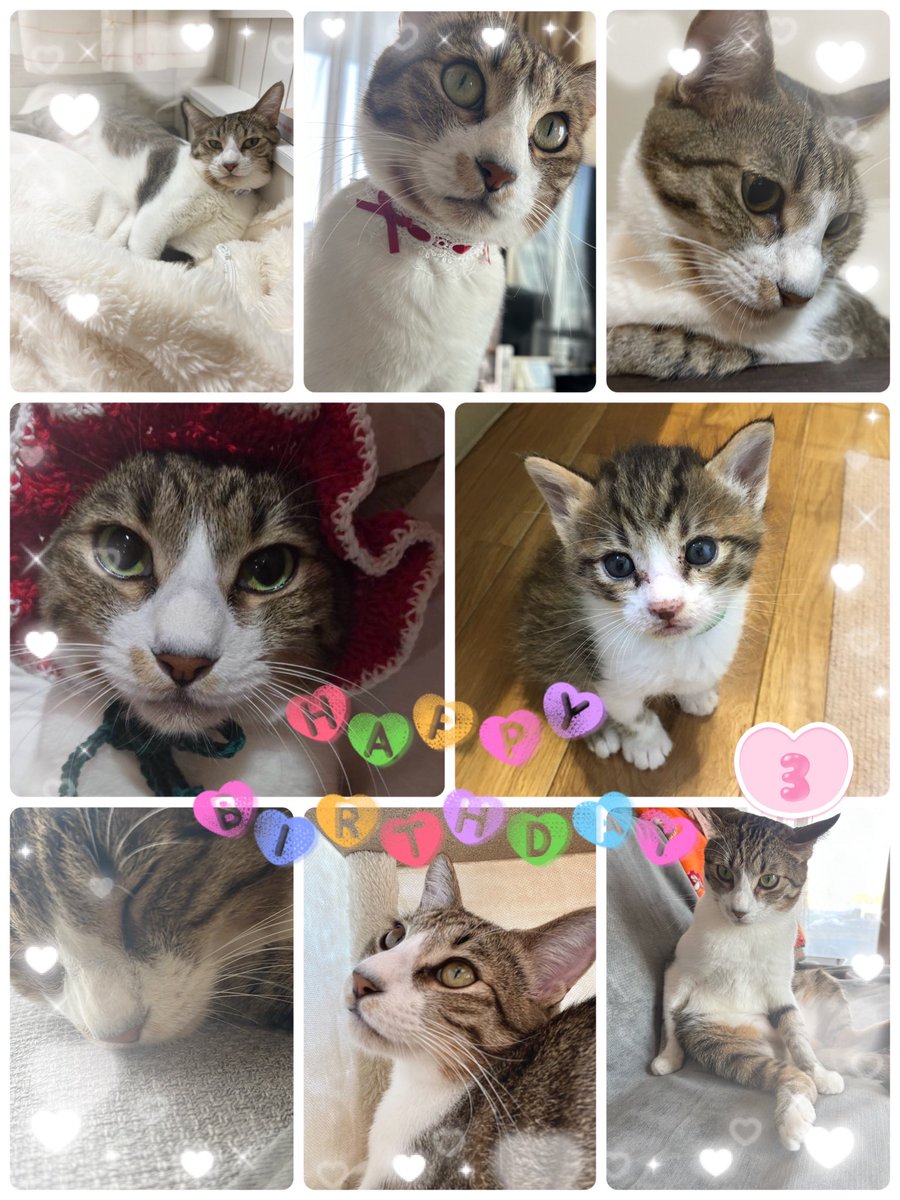 ろばちゃむ💙 tweet media