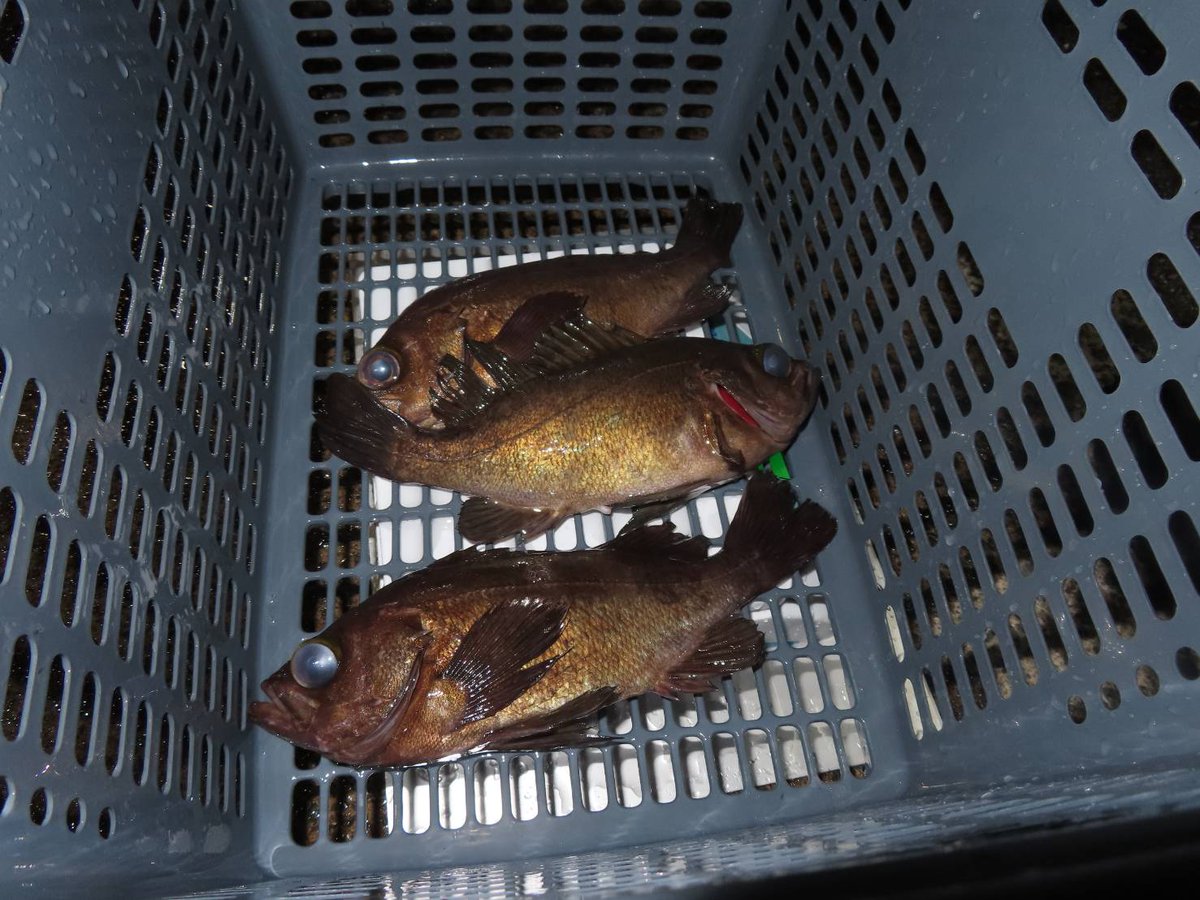 帰らないデェ tweet media