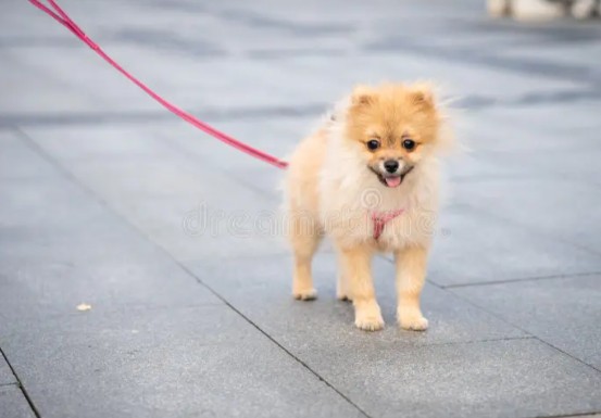 Patas e Pêlos (@chanel_spitz) on Twitter photo 