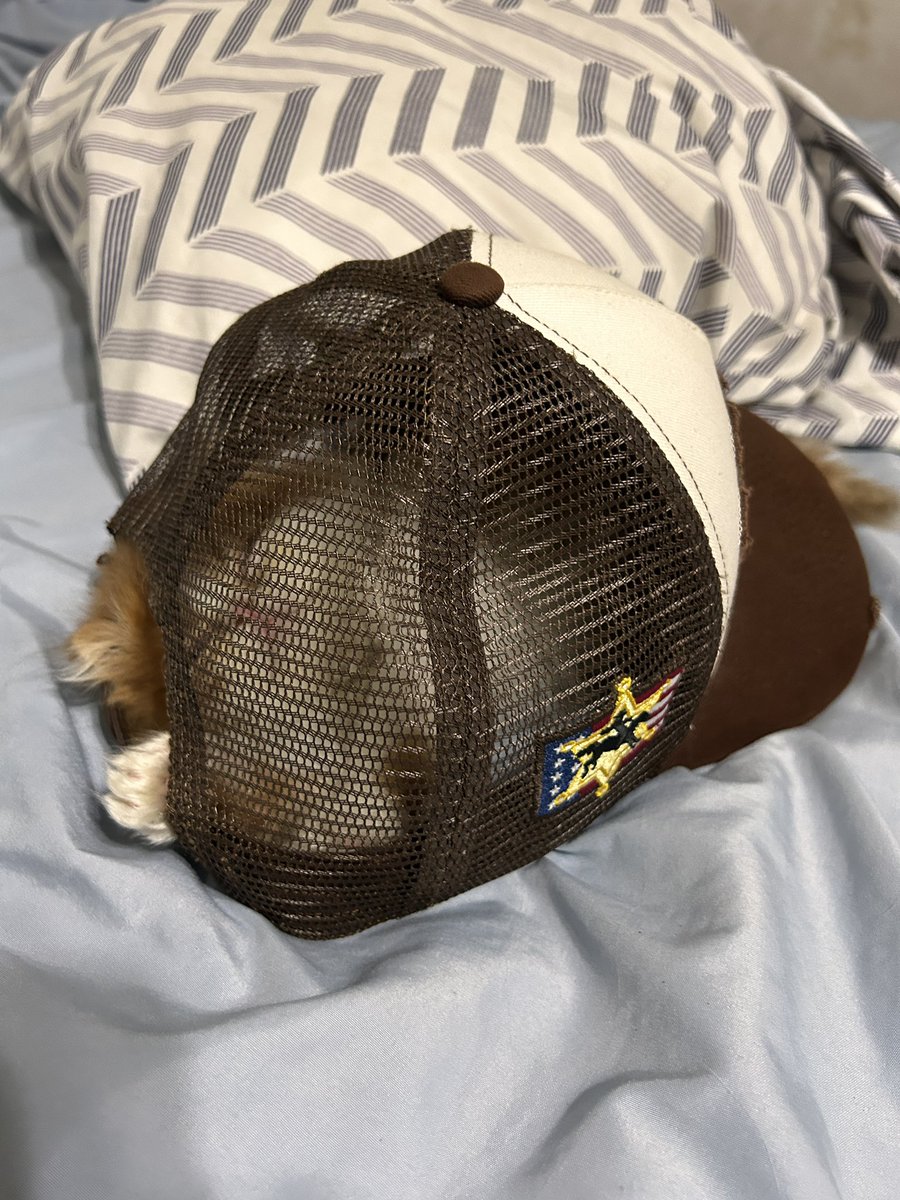 Carito 🌼 tweet media