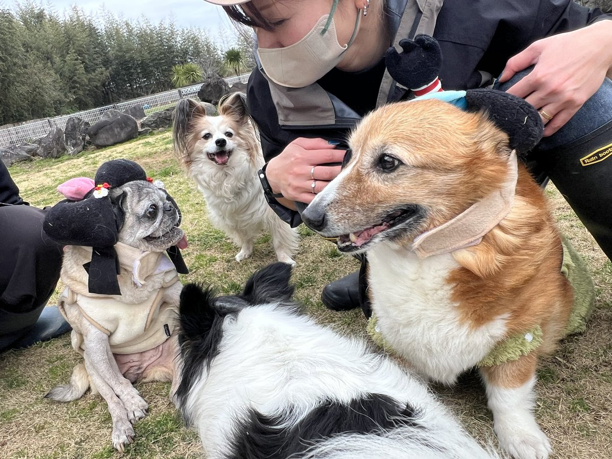 roukenhome9989's tweet photo. 【老犬ホーム】九十九里パーク！3月のイベントひな祭りwご寄付のカツラ皆んな可愛い😆💕

https://t.co/gNW1HULCks
#老犬介護　#高齢犬　#長期お預かり　#成犬　#ロウケンズ応援団　#犬好きさんと繋がりたい  #秘密結社老犬倶楽部　#千葉　#海　#夜鳴き　#芝生　#ドックラン　#寝不足　#柴犬　#徘徊 https://t.co/7UQOrrsRcL