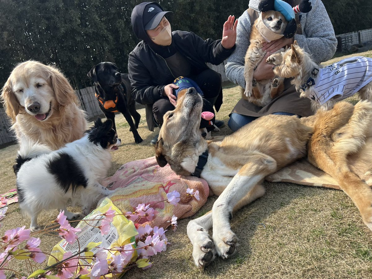 roukenhome9989's tweet photo. 【老犬ホーム】九十九里パーク！3月のイベントひな祭りwご寄付のカツラ皆んな可愛い😆💕

https://t.co/gNW1HULCks
#老犬介護　#高齢犬　#長期お預かり　#成犬　#ロウケンズ応援団　#犬好きさんと繋がりたい  #秘密結社老犬倶楽部　#千葉　#海　#夜鳴き　#芝生　#ドックラン　#寝不足　#柴犬　#徘徊 https://t.co/7UQOrrsRcL