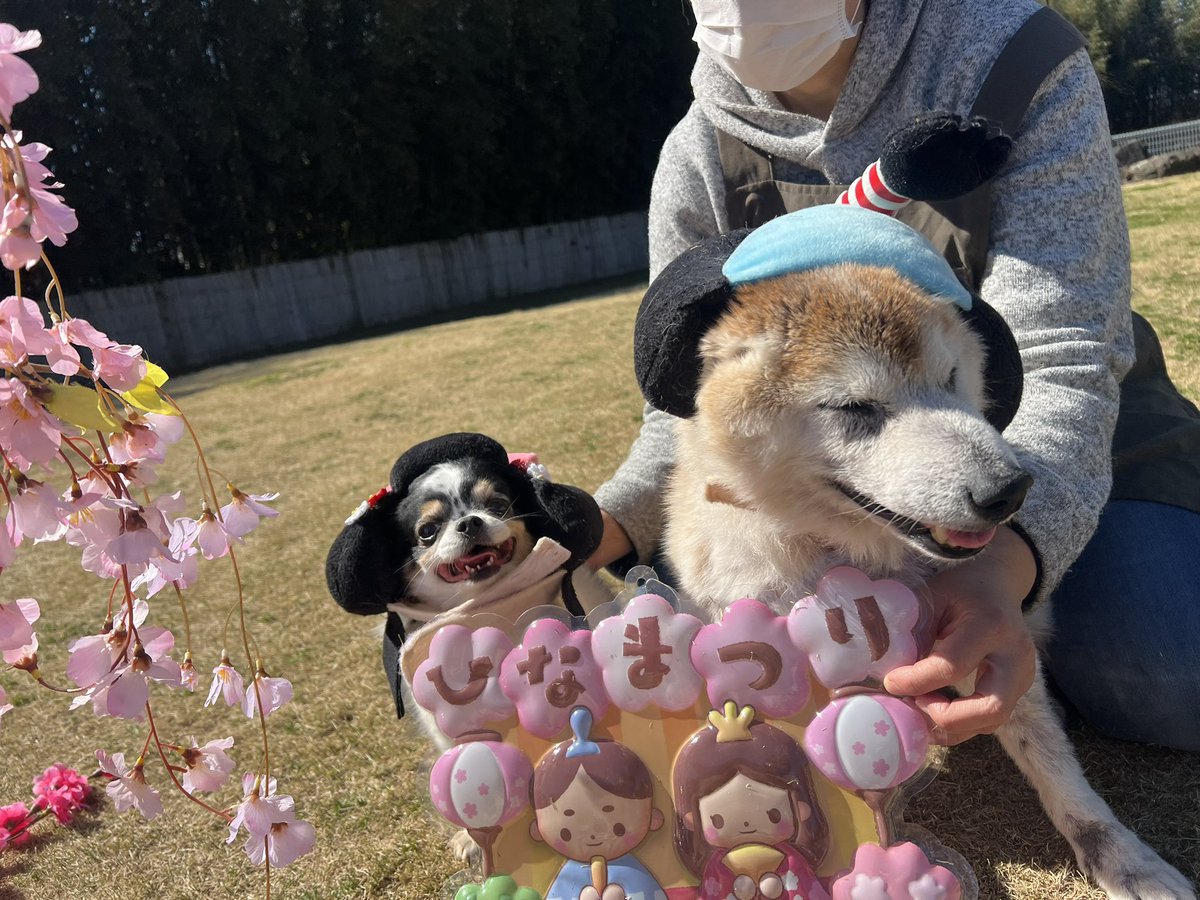 roukenhome9989's tweet photo. 【老犬ホーム】九十九里パーク！3月のイベントひな祭りwご寄付のカツラ皆んな可愛い😆💕

https://t.co/gNW1HULCks
#老犬介護　#高齢犬　#長期お預かり　#成犬　#ロウケンズ応援団　#犬好きさんと繋がりたい  #秘密結社老犬倶楽部　#千葉　#海　#夜鳴き　#芝生　#ドックラン　#寝不足　#柴犬　#徘徊 https://t.co/7UQOrrsRcL