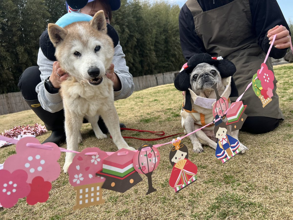 roukenhome9989's tweet photo. 【老犬ホーム】九十九里パーク！3月のイベントひな祭りwご寄付のカツラ皆んな可愛い😆💕

https://t.co/gNW1HULCks
#老犬介護　#高齢犬　#長期お預かり　#成犬　#ロウケンズ応援団　#犬好きさんと繋がりたい  #秘密結社老犬倶楽部　#千葉　#海　#夜鳴き　#芝生　#ドックラン　#寝不足　#柴犬　#徘徊 https://t.co/7UQOrrsRcL