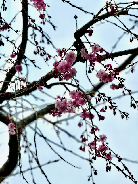 馬場俊英 tweet media