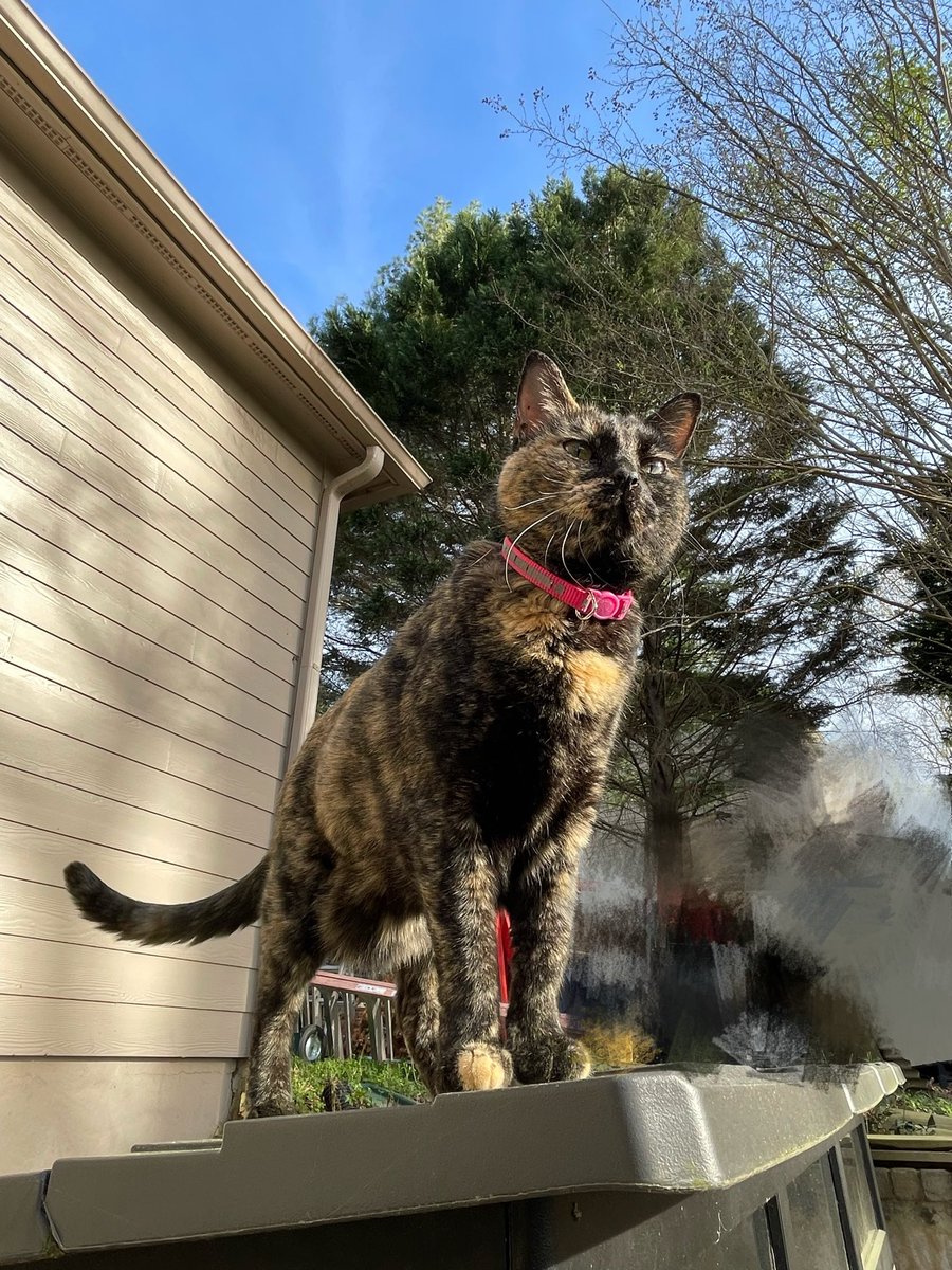 patchie pie 🥧 tweet media