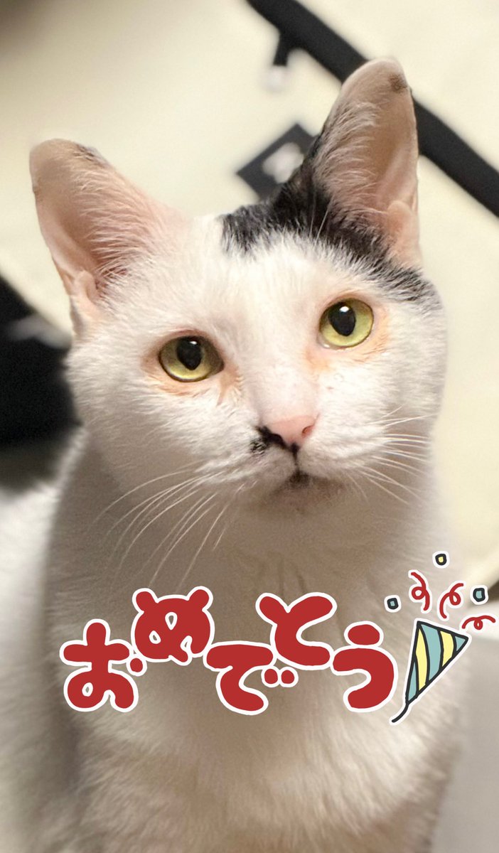 ニ護だよ❣️
きょうは　ボクの　たんじょうび🎉
11さいに　なったよ🐈