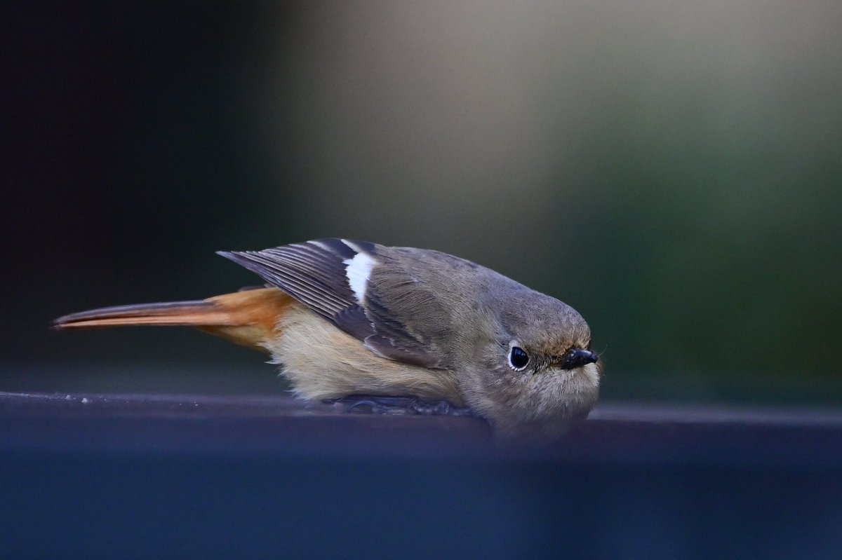 えむビタキ tweet media