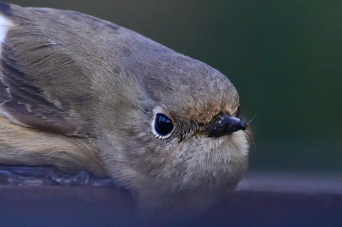 えむビタキ tweet media