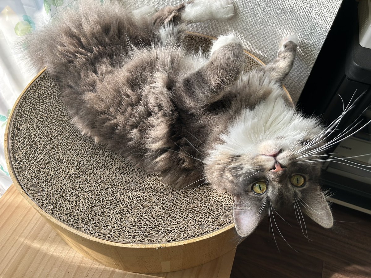 井上リサ tweet media