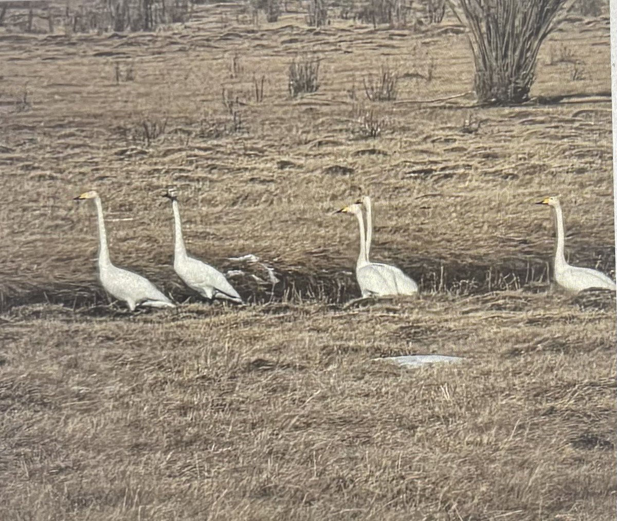 Иншүрко даатгал tweet media