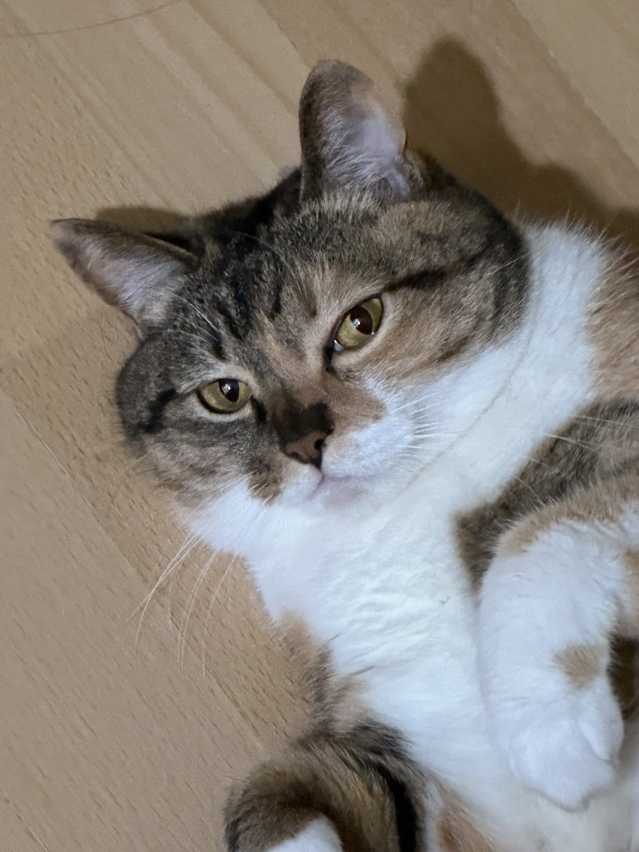 吾輩は人である