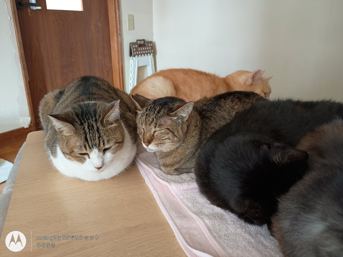 hiro_LC@北海道移住完了 tweet media