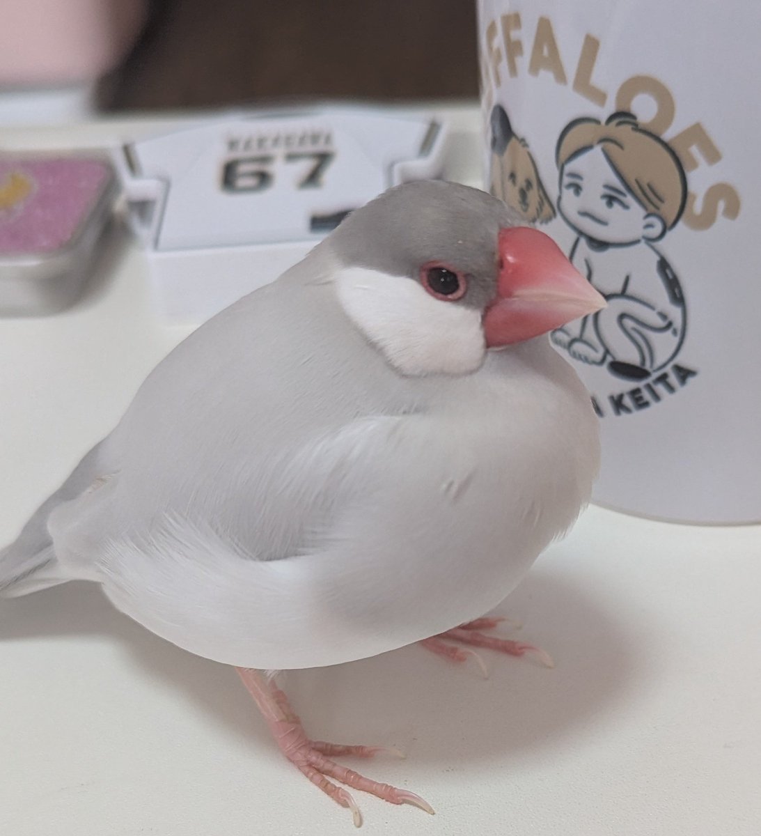 【無敵のイケメン文鳥】ブーケ🪽🌹 tweet media